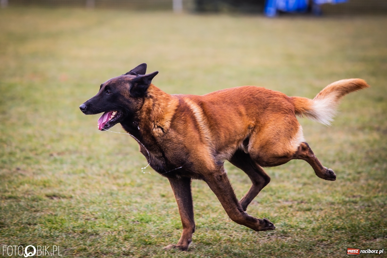 Zdjęcie w galerii na portalu naszraciborz.pl: Turniej Mondioringowy w Zawadzie Książęcej wiadomości z regionu