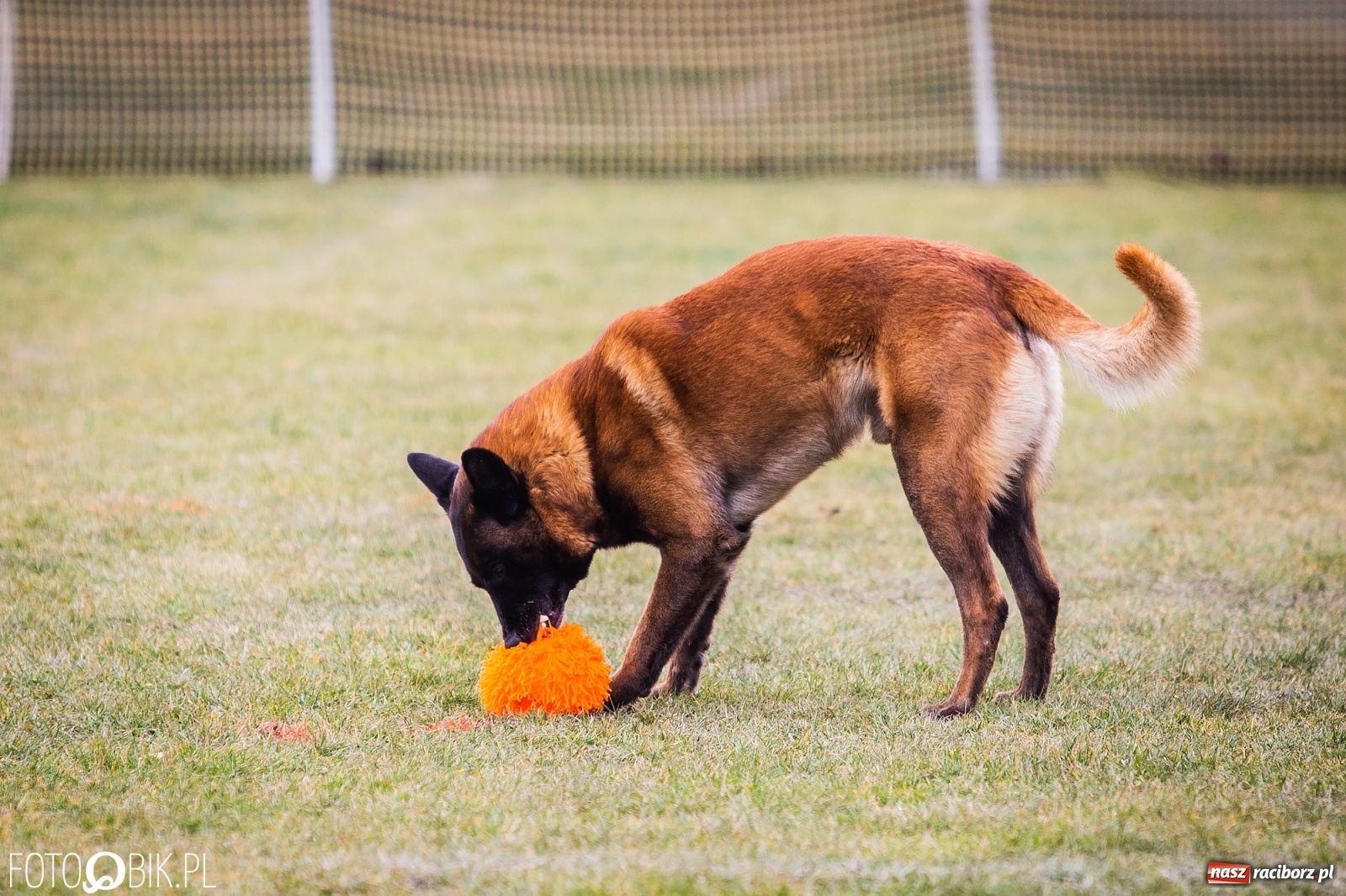 Zdjęcie w galerii na portalu naszraciborz.pl: Turniej Mondioringowy w Zawadzie Książęcej wiadomości z regionu