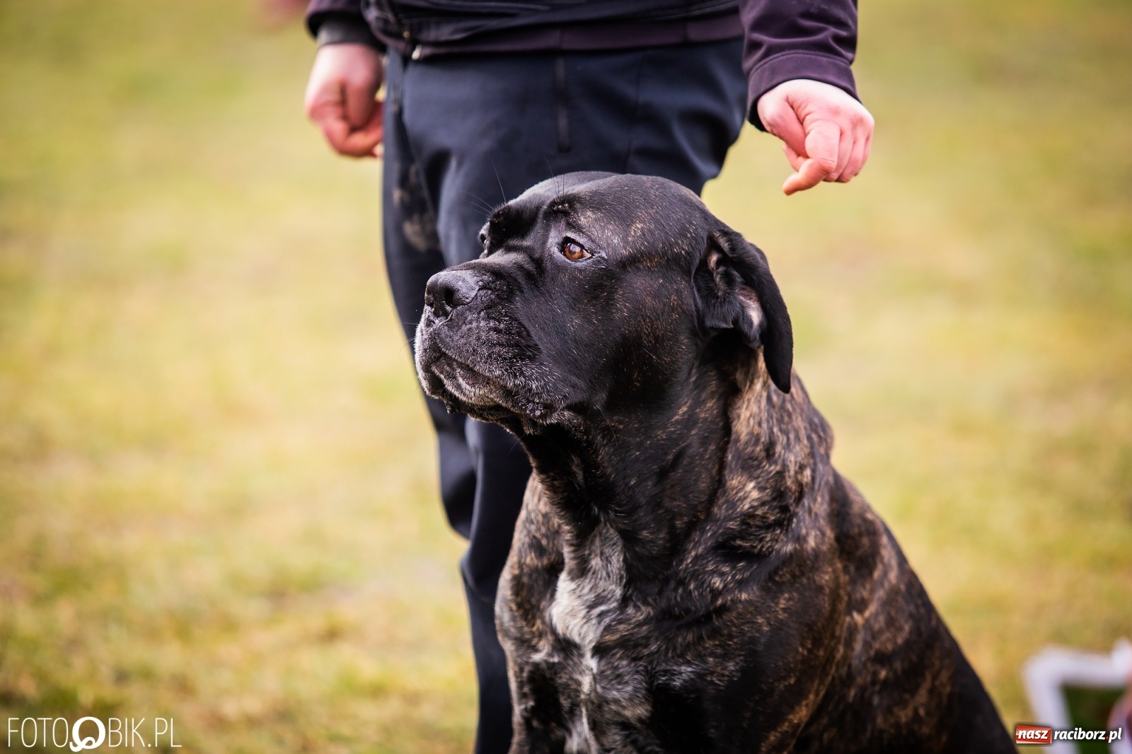 Zdjęcie w galerii na portalu naszraciborz.pl: Turniej Mondioringowy w Zawadzie Książęcej wiadomości z regionu