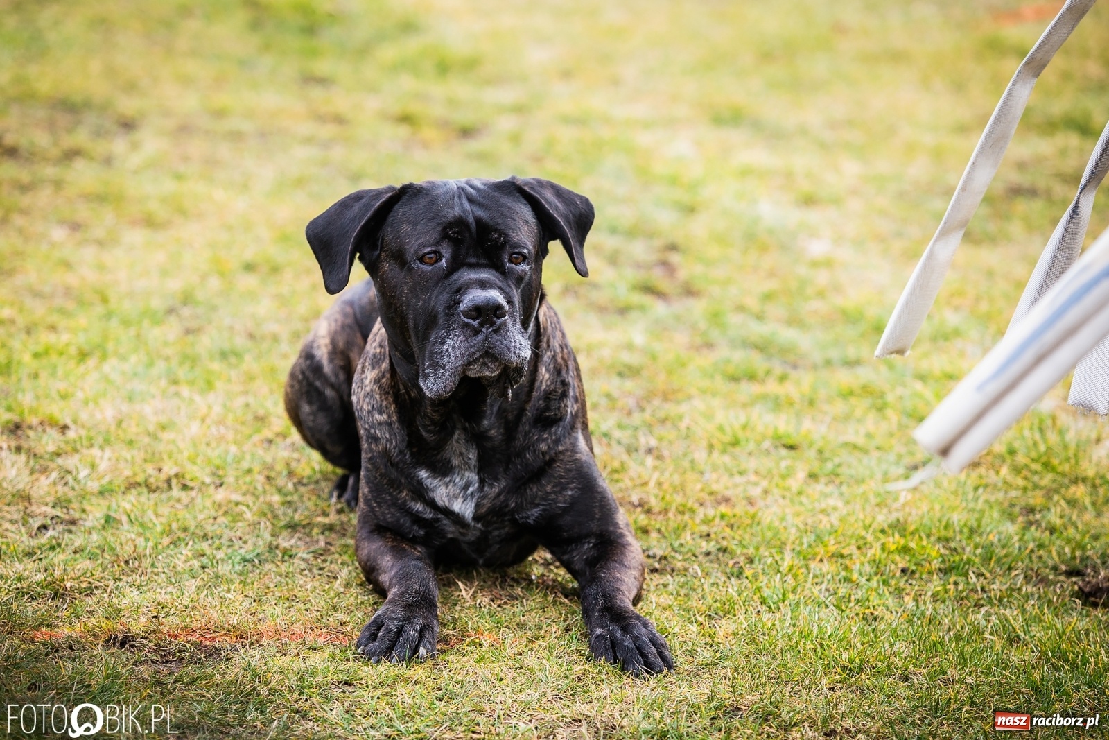 Zdjęcie w galerii na portalu naszraciborz.pl: Turniej Mondioringowy w Zawadzie Książęcej wiadomości z regionu