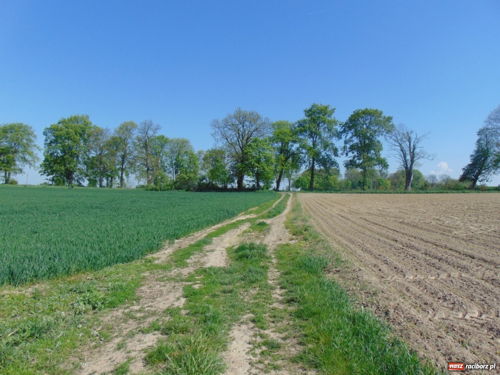 Zdjęcie w galerii na portalu naszraciborz.pl: Powiatowa operacja scalania gruntów w gminie Pietrowice Wielkie wiadomości z regionu