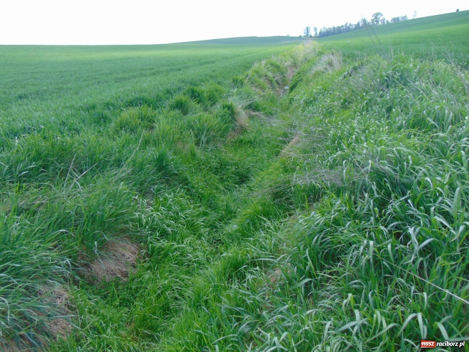 Zdjęcie w galerii na portalu naszraciborz.pl: Powiatowa operacja scalania gruntów w gminie Pietrowice Wielkie wiadomości z regionu