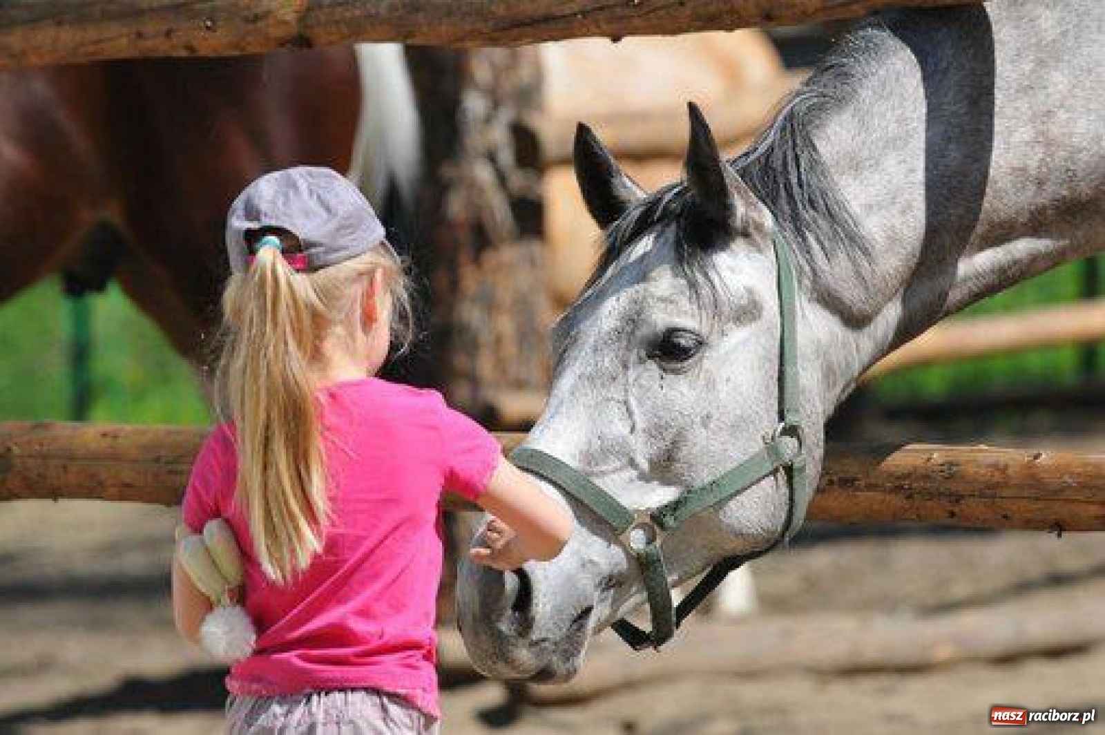 Zdjęcie w galerii na portalu naszraciborz.pl: Ruszyły zapisy na obóz konny w Klubie Jeździeckim Szymocice wiadomości z regionu
