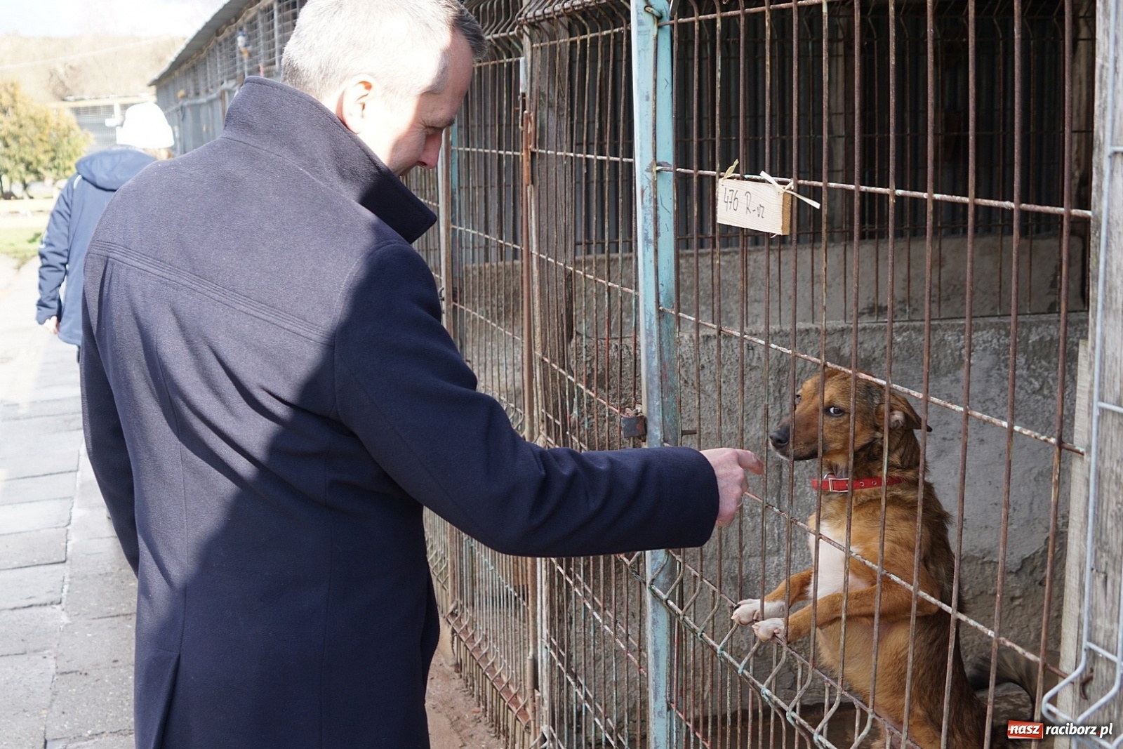 Zdjęcie w galerii na portalu naszraciborz.pl: Wolontariusze przywieźli do magistratu psy wiadomości z regionu