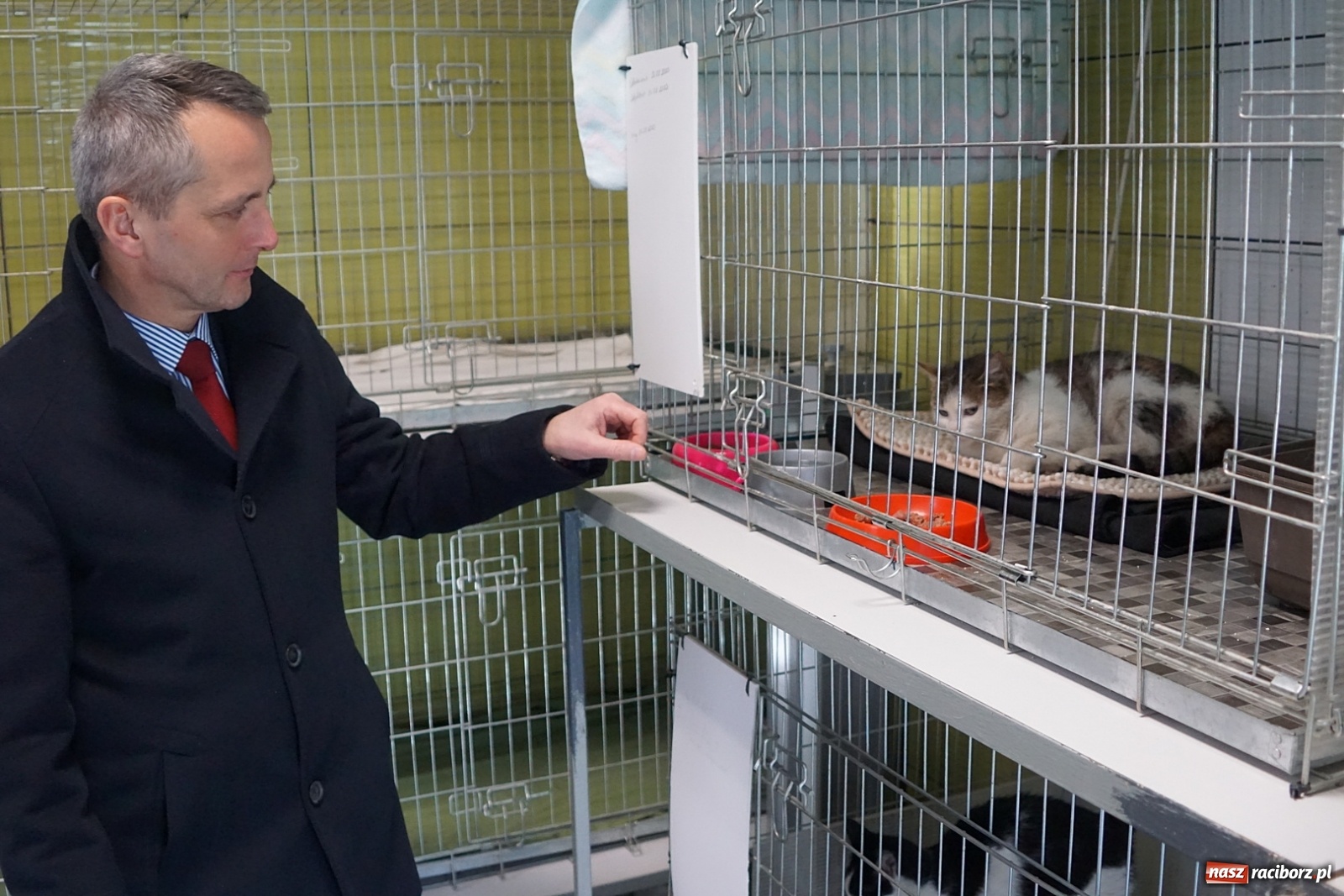 Zdjęcie w galerii na portalu naszraciborz.pl: Wolontariusze przywieźli do magistratu psy wiadomości z regionu