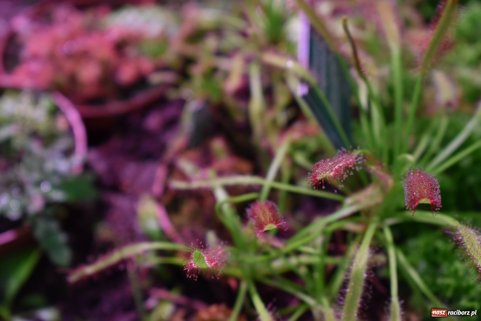 Zdjęcie w galerii na portalu naszraciborz.pl: Uczniowie Budowlanki i Gastronomika z nowymi kompetencjami  wiadomości z regionu