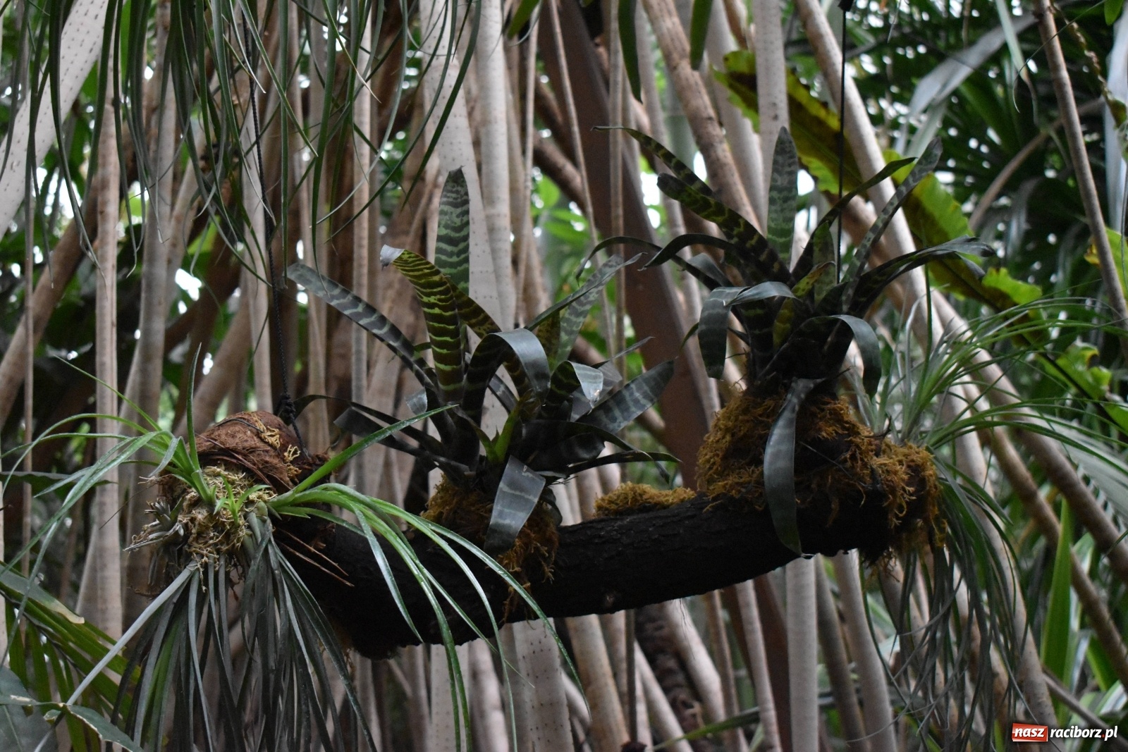 Zdjęcie w galerii na portalu naszraciborz.pl: Uczniowie Budowlanki i Gastronomika z nowymi kompetencjami  wiadomości z regionu