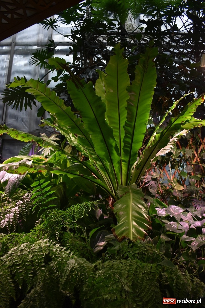 Zdjęcie w galerii na portalu naszraciborz.pl: Uczniowie Budowlanki i Gastronomika z nowymi kompetencjami  wiadomości z regionu