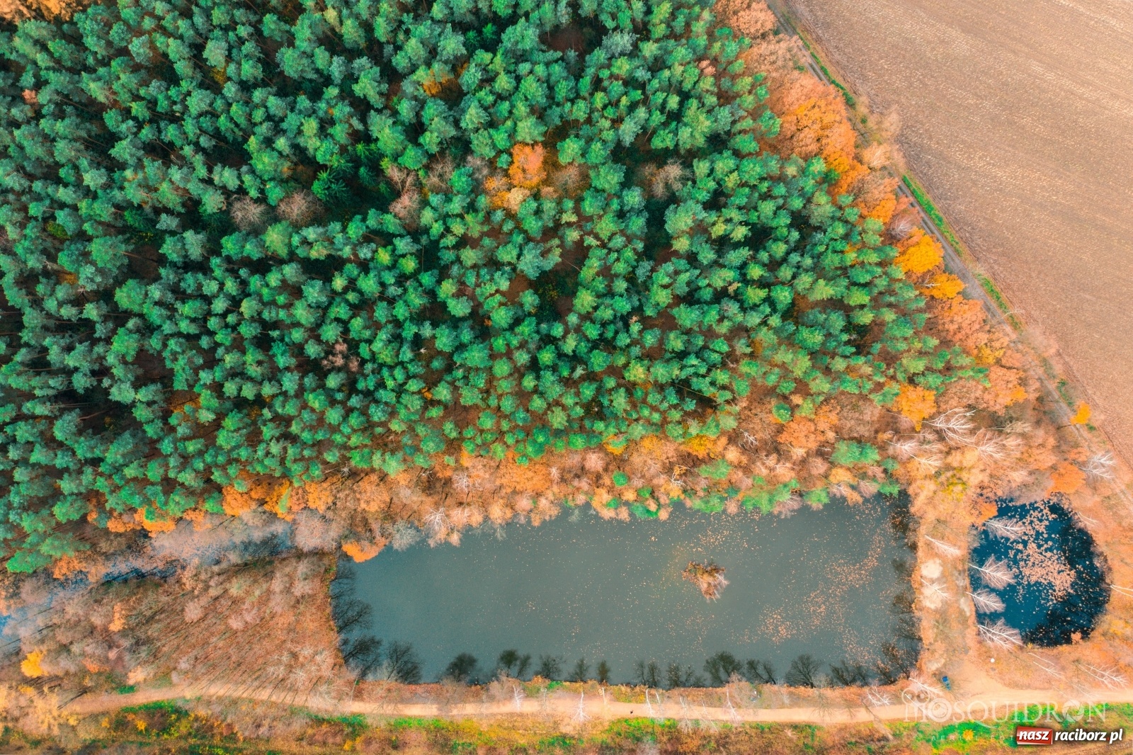 Zdjęcie w galerii na portalu naszraciborz.pl: Wolny etat w Arboretum Bramy Morawskiej  wiadomości z regionu