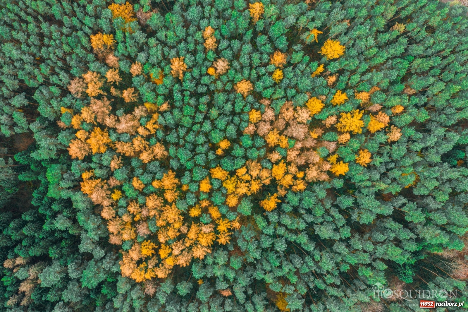 Zdjęcie w galerii na portalu naszraciborz.pl: Wolny etat w Arboretum Bramy Morawskiej  wiadomości z regionu