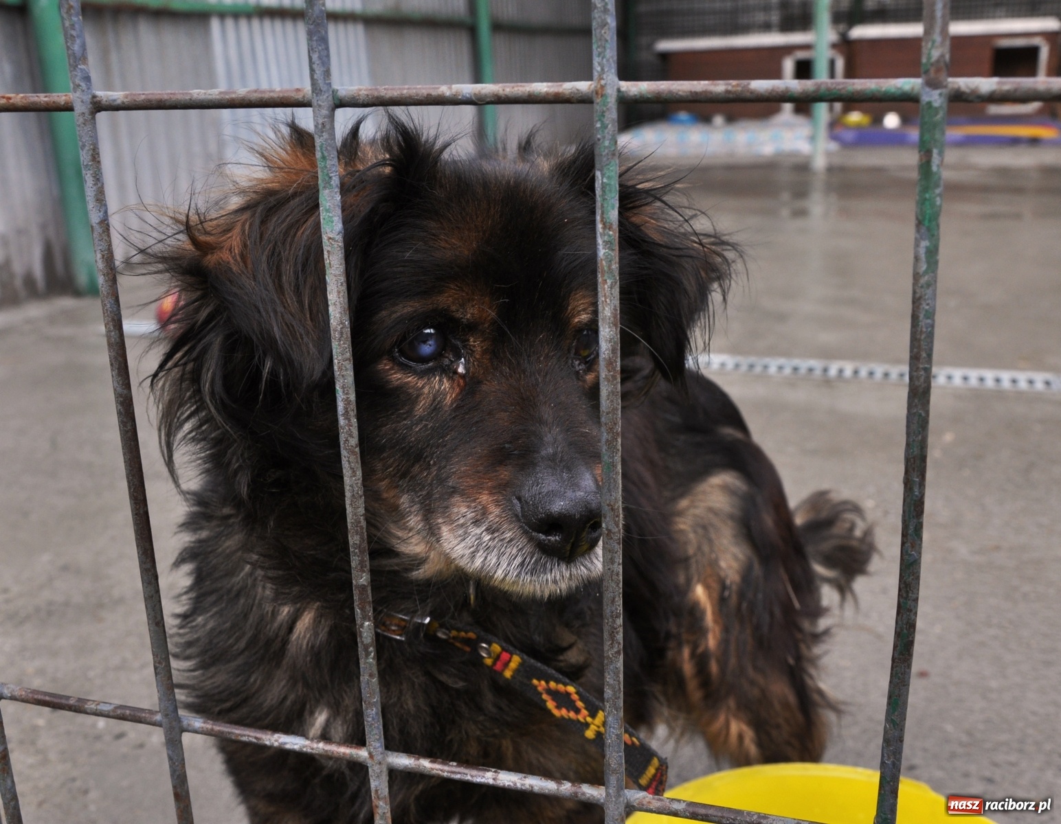 Zdjęcie w galerii na portalu naszraciborz.pl: Raciborscy artyści dla raciborskiego schroniska wiadomości z regionu