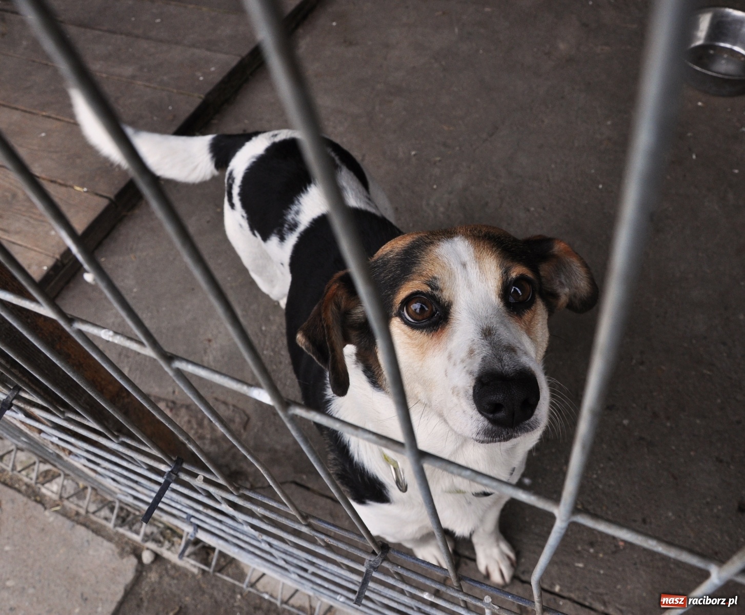 Zdjęcie w galerii na portalu naszraciborz.pl: Raciborscy artyści dla raciborskiego schroniska wiadomości z regionu