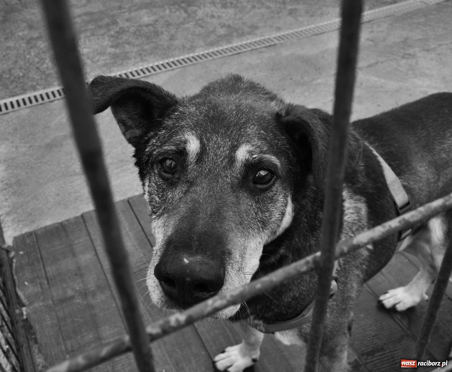 Zdjęcie w galerii na portalu naszraciborz.pl: Raciborscy artyści dla raciborskiego schroniska wiadomości z regionu