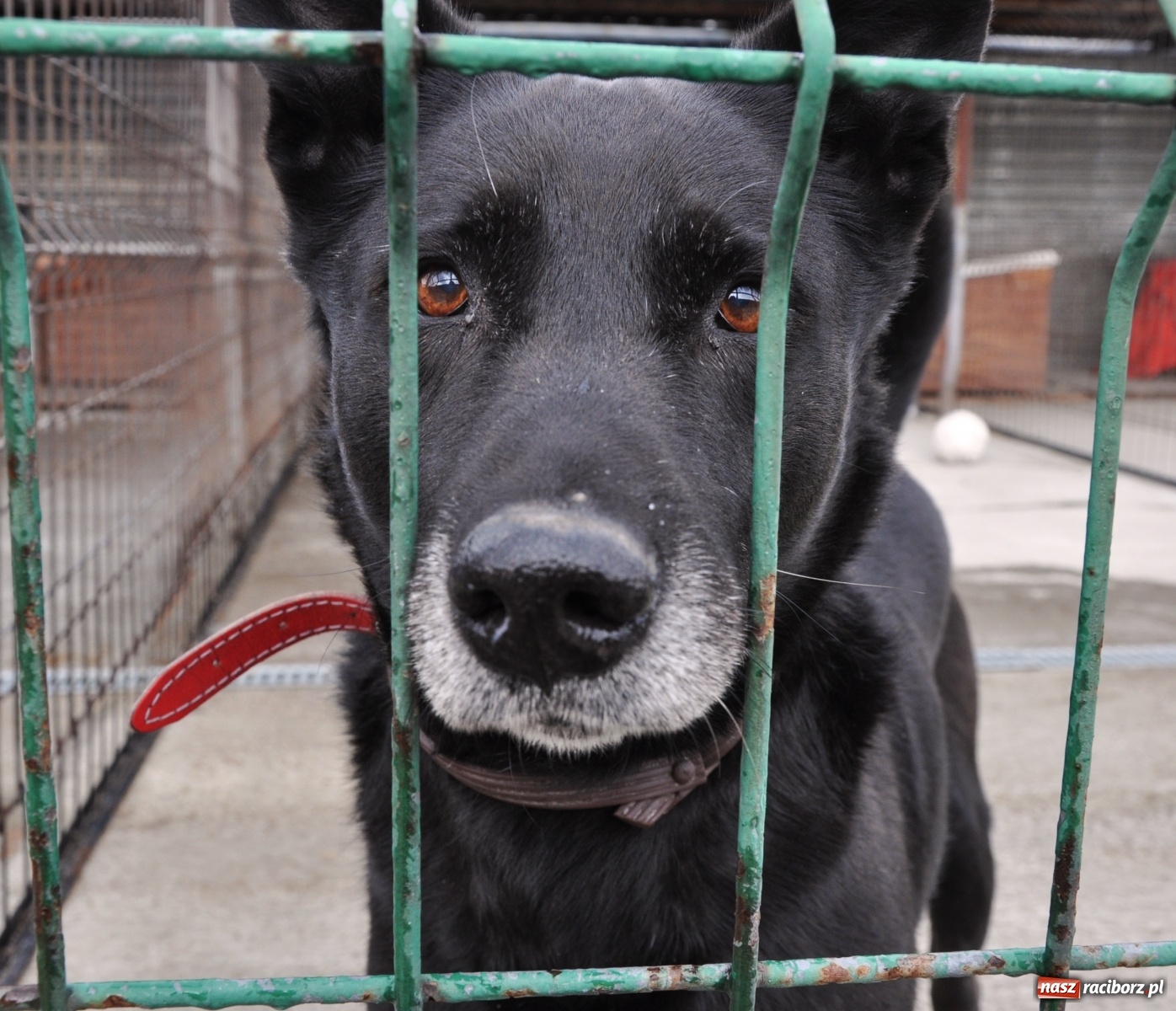 Zdjęcie w galerii na portalu naszraciborz.pl: Raciborscy artyści dla raciborskiego schroniska wiadomości z regionu