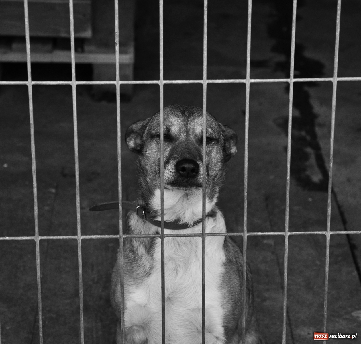 Zdjęcie w galerii na portalu naszraciborz.pl: Raciborscy artyści dla raciborskiego schroniska wiadomości z regionu