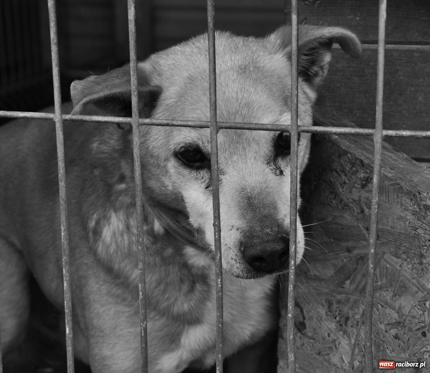 Zdjęcie w galerii na portalu naszraciborz.pl: Raciborscy artyści dla raciborskiego schroniska wiadomości z regionu