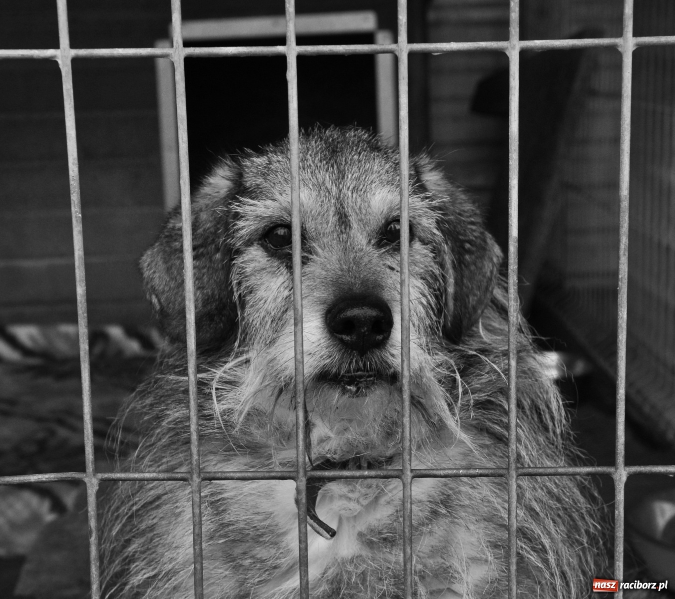 Zdjęcie w galerii na portalu naszraciborz.pl: Raciborscy artyści dla raciborskiego schroniska wiadomości z regionu