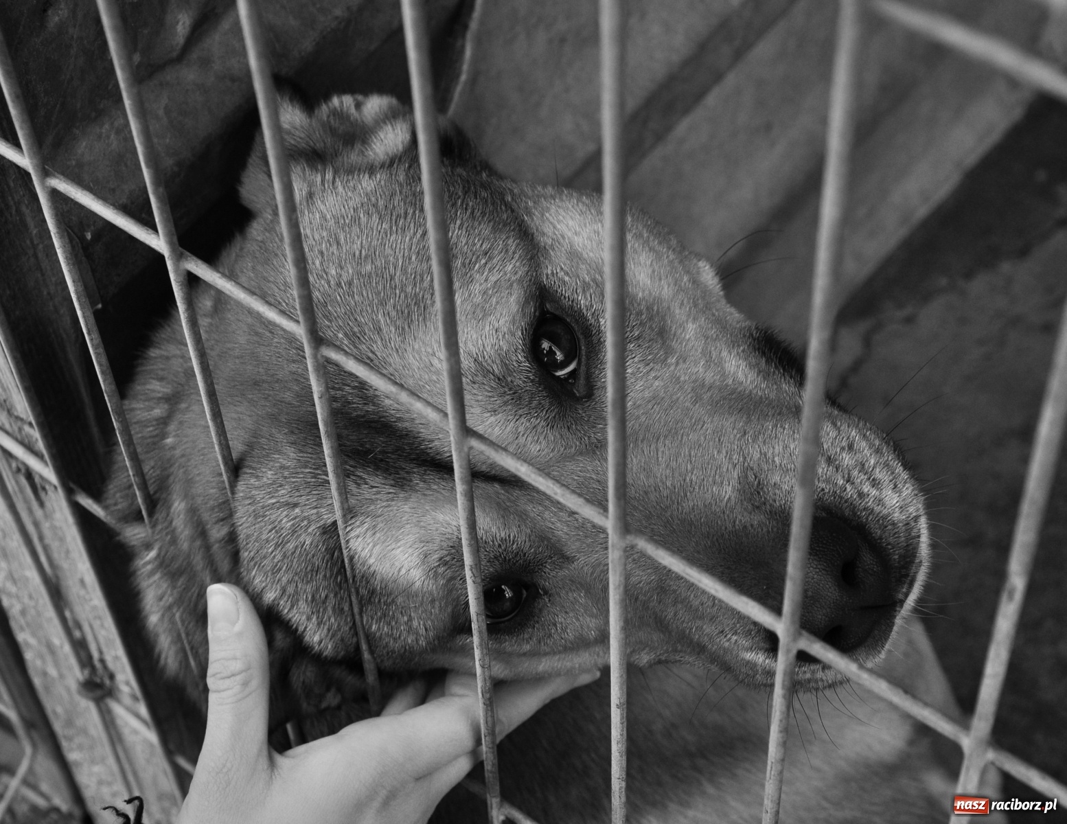 Zdjęcie w galerii na portalu naszraciborz.pl: Raciborscy artyści dla raciborskiego schroniska wiadomości z regionu