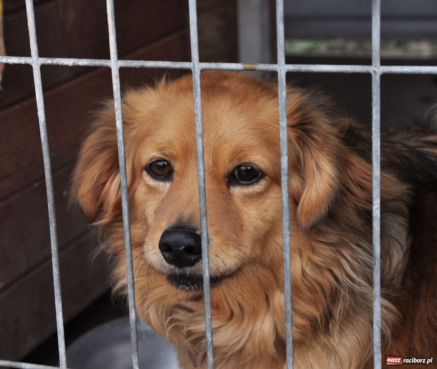 Zdjęcie w galerii na portalu naszraciborz.pl: Raciborscy artyści dla raciborskiego schroniska wiadomości z regionu