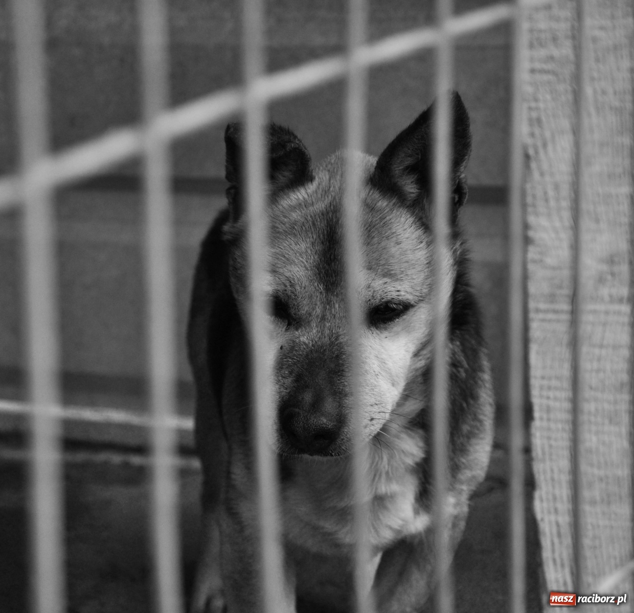 Zdjęcie w galerii na portalu naszraciborz.pl: Raciborscy artyści dla raciborskiego schroniska wiadomości z regionu