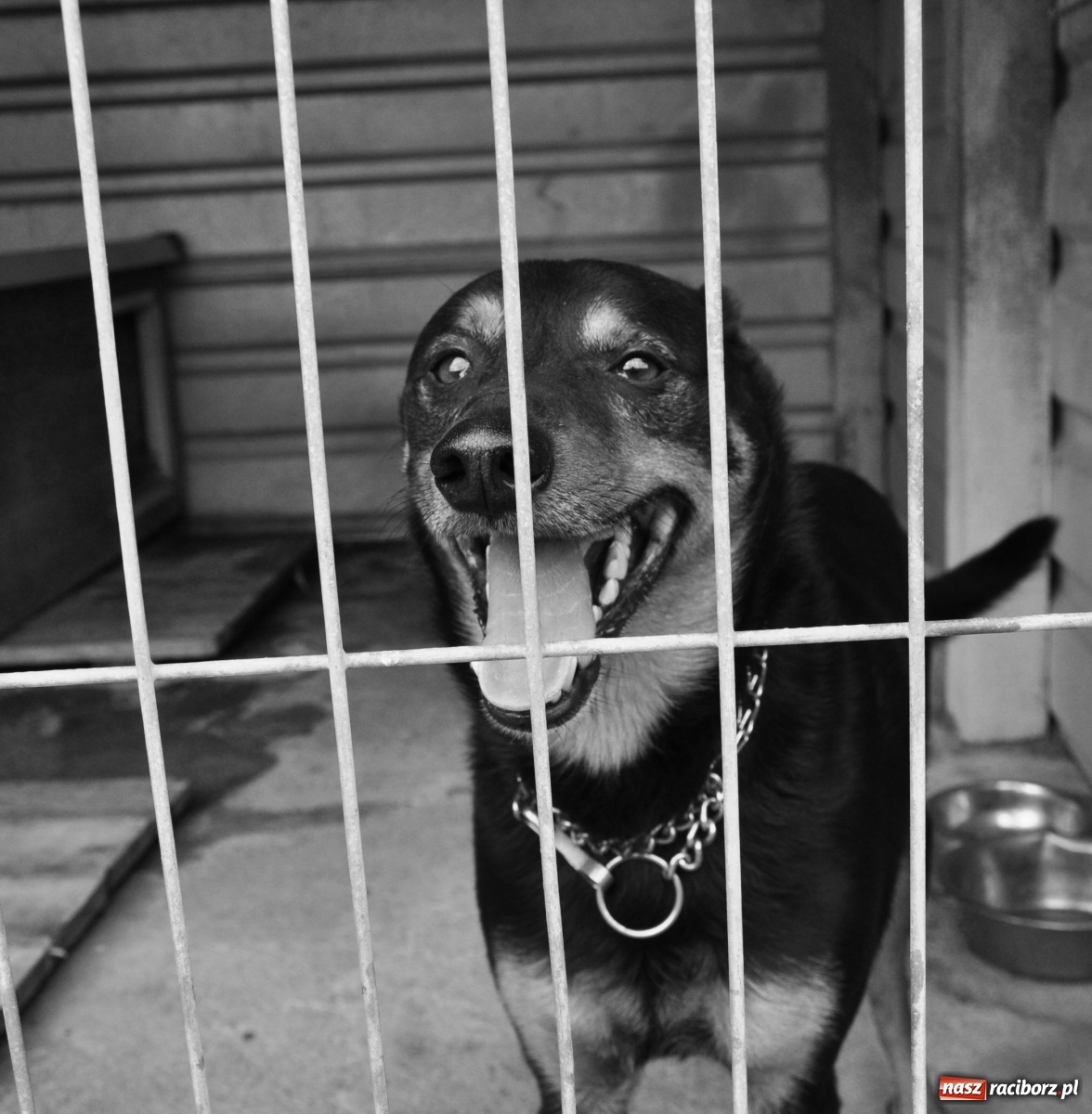 Zdjęcie w galerii na portalu naszraciborz.pl: Raciborscy artyści dla raciborskiego schroniska wiadomości z regionu