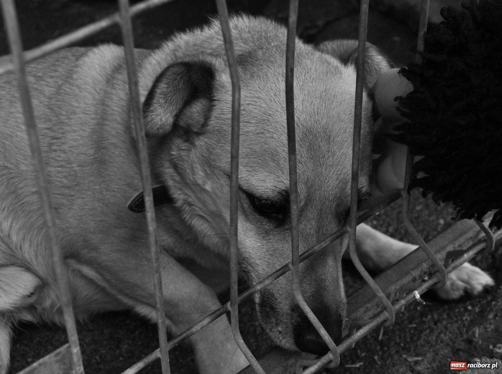 Zdjęcie w galerii na portalu naszraciborz.pl: Raciborscy artyści dla raciborskiego schroniska wiadomości z regionu