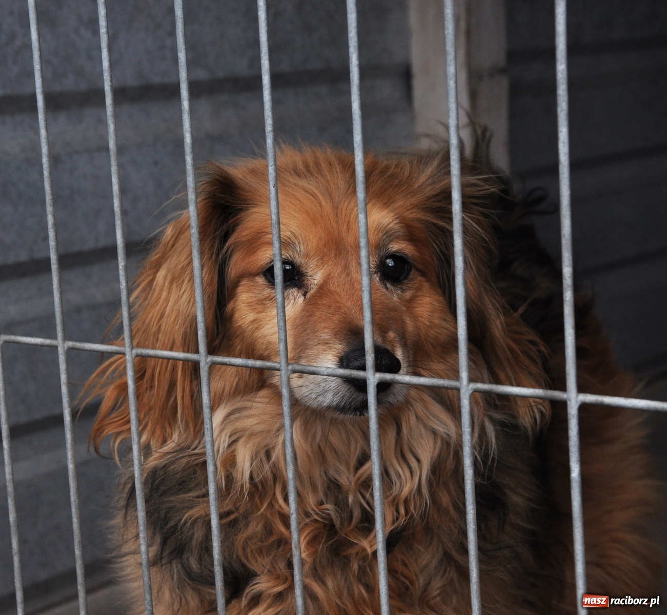 Zdjęcie w galerii na portalu naszraciborz.pl: Raciborscy artyści dla raciborskiego schroniska wiadomości z regionu