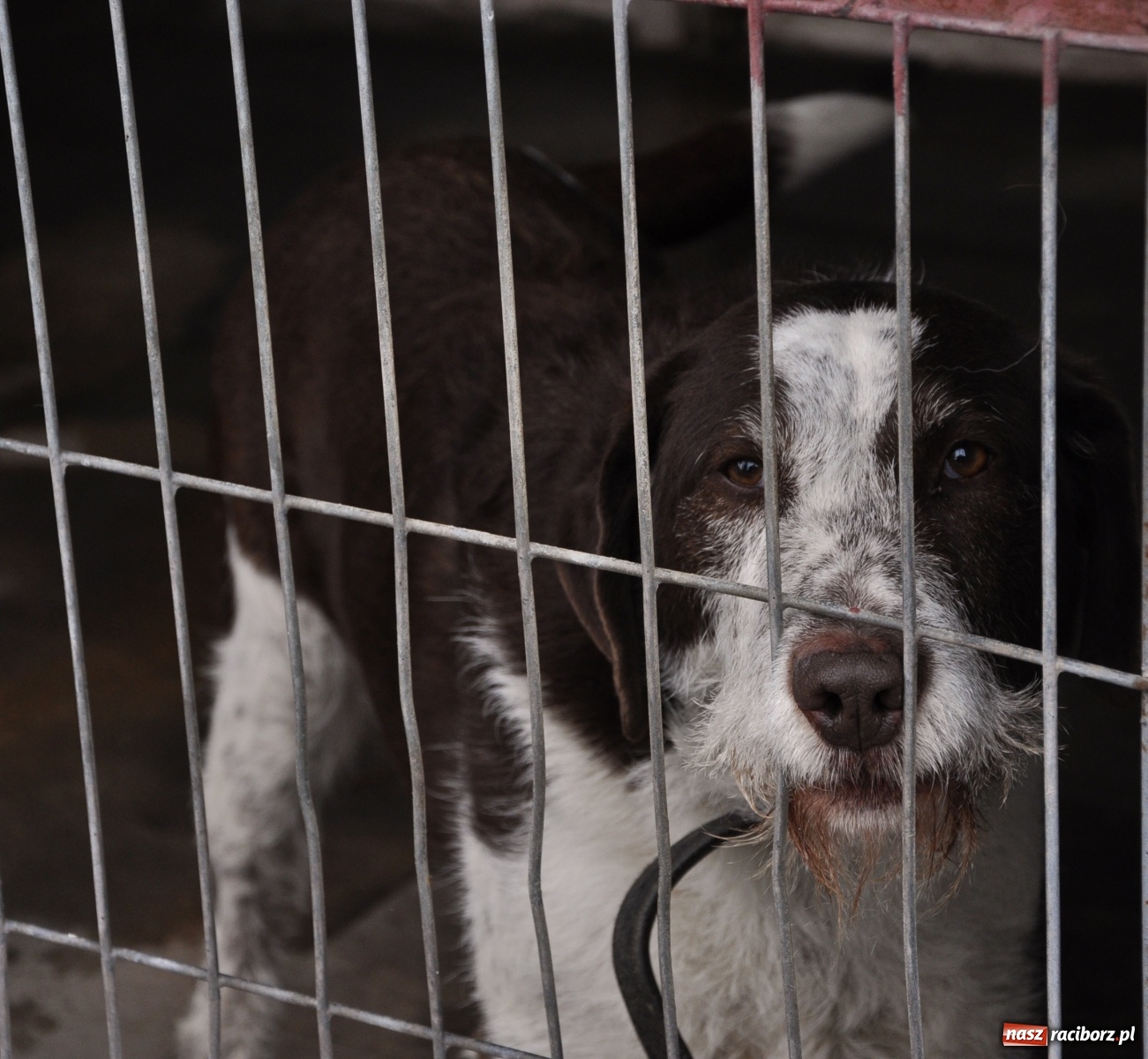 Zdjęcie w galerii na portalu naszraciborz.pl: Raciborscy artyści dla raciborskiego schroniska wiadomości z regionu