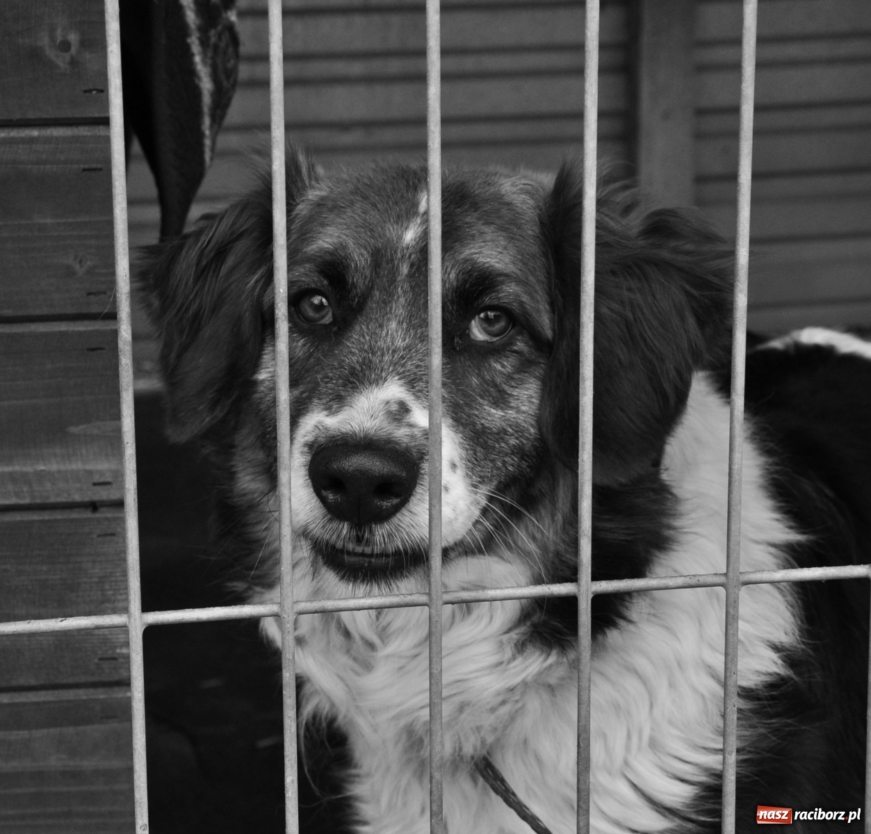 Zdjęcie w galerii na portalu naszraciborz.pl: Raciborscy artyści dla raciborskiego schroniska wiadomości z regionu