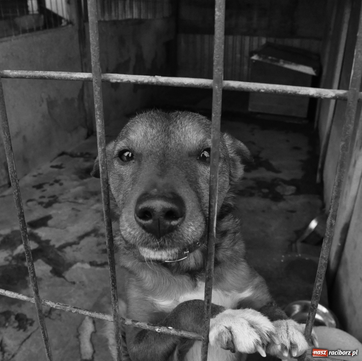 Zdjęcie w galerii na portalu naszraciborz.pl: Raciborscy artyści dla raciborskiego schroniska wiadomości z regionu