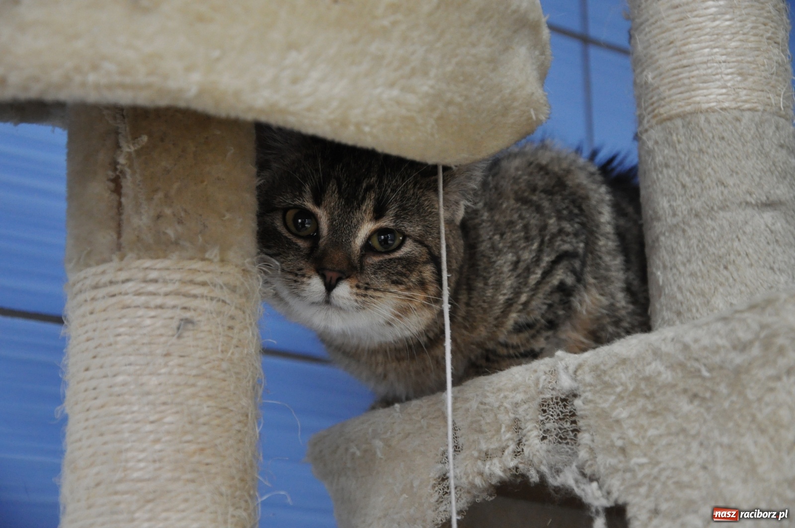 Zdjęcie w galerii na portalu naszraciborz.pl: Raciborscy artyści dla raciborskiego schroniska wiadomości z regionu
