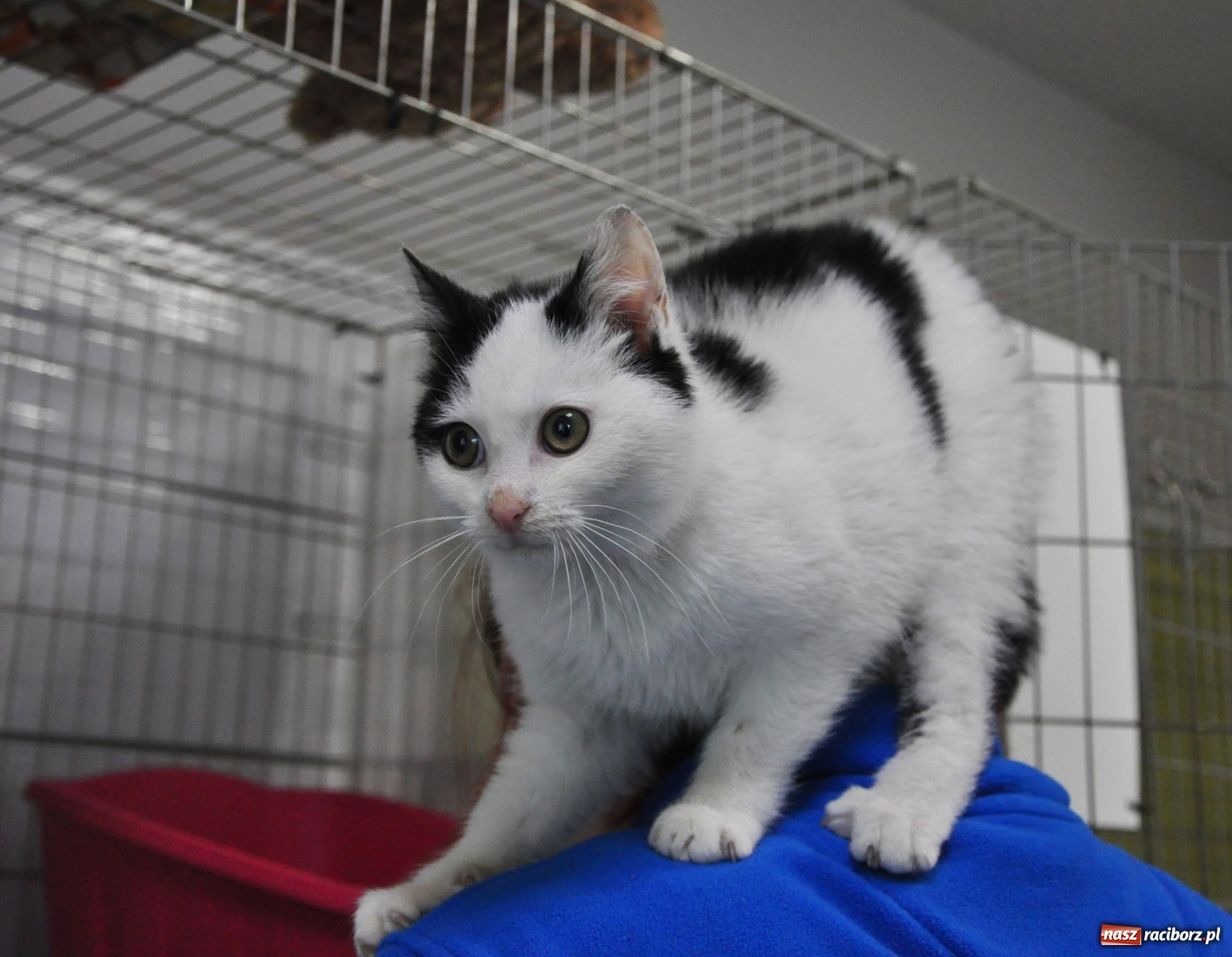 Zdjęcie w galerii na portalu naszraciborz.pl: Raciborscy artyści dla raciborskiego schroniska wiadomości z regionu