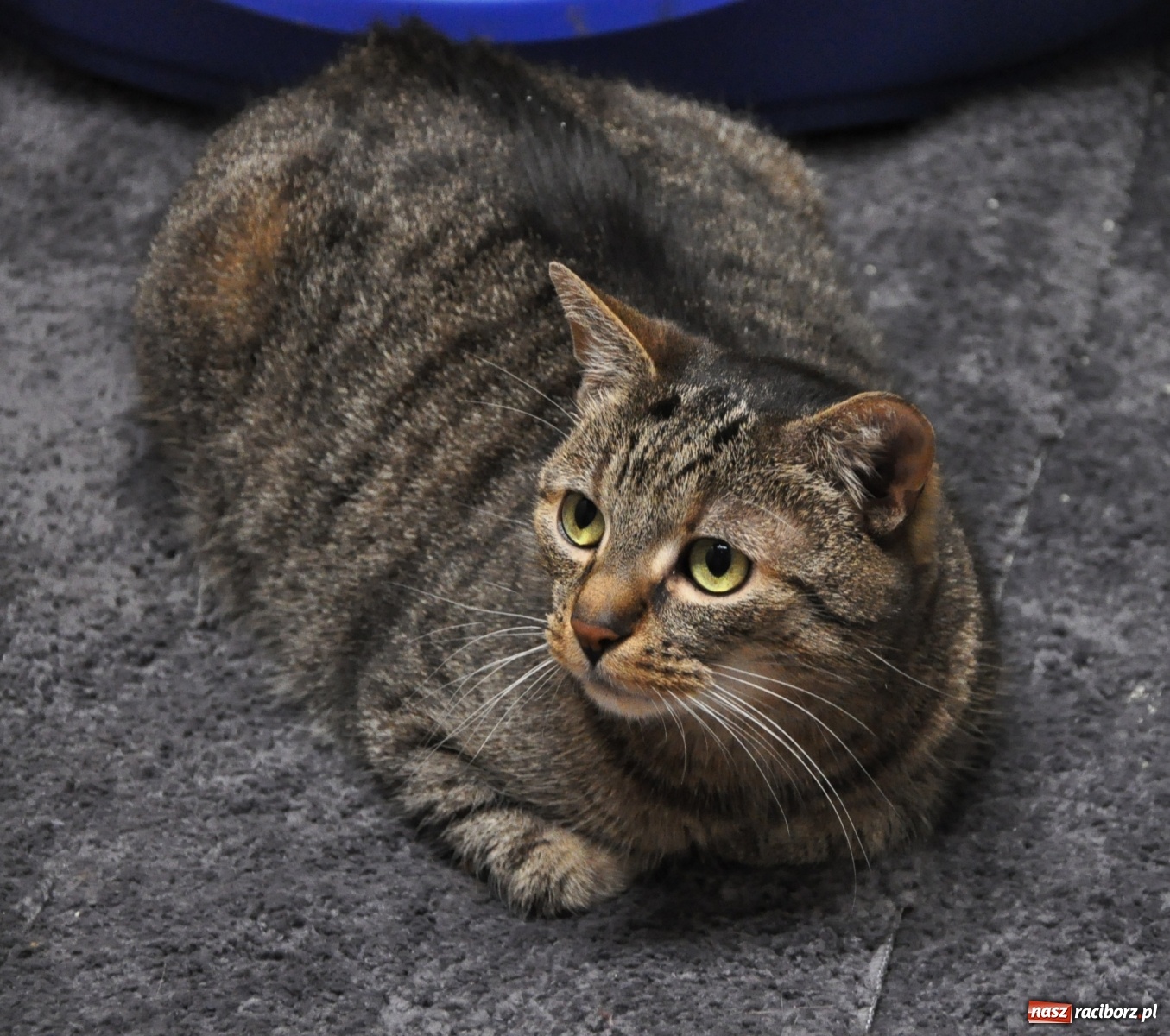 Zdjęcie w galerii na portalu naszraciborz.pl: Raciborscy artyści dla raciborskiego schroniska wiadomości z regionu