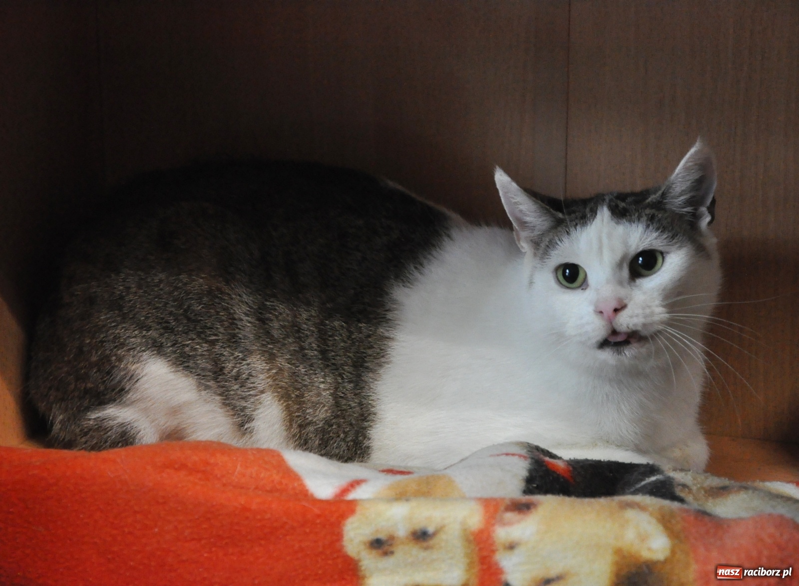 Zdjęcie w galerii na portalu naszraciborz.pl: Raciborscy artyści dla raciborskiego schroniska wiadomości z regionu