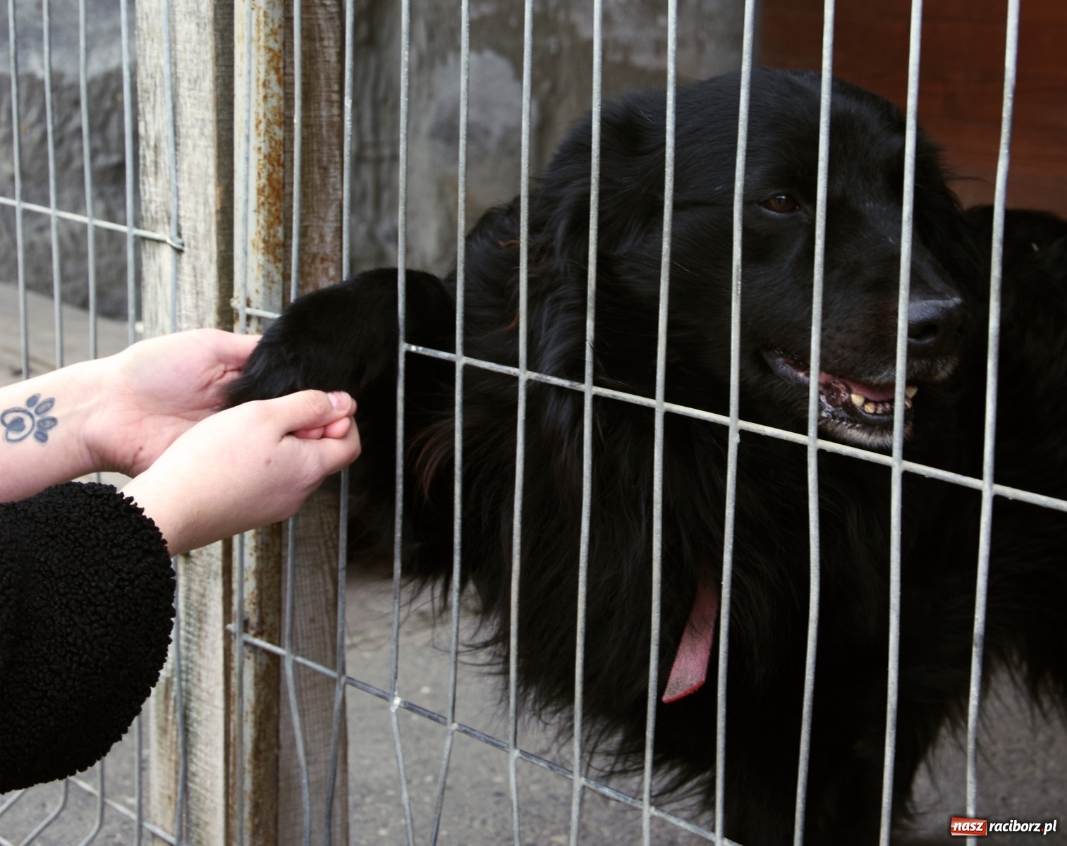 Zdjęcie w galerii na portalu naszraciborz.pl: Raciborscy artyści dla raciborskiego schroniska wiadomości z regionu