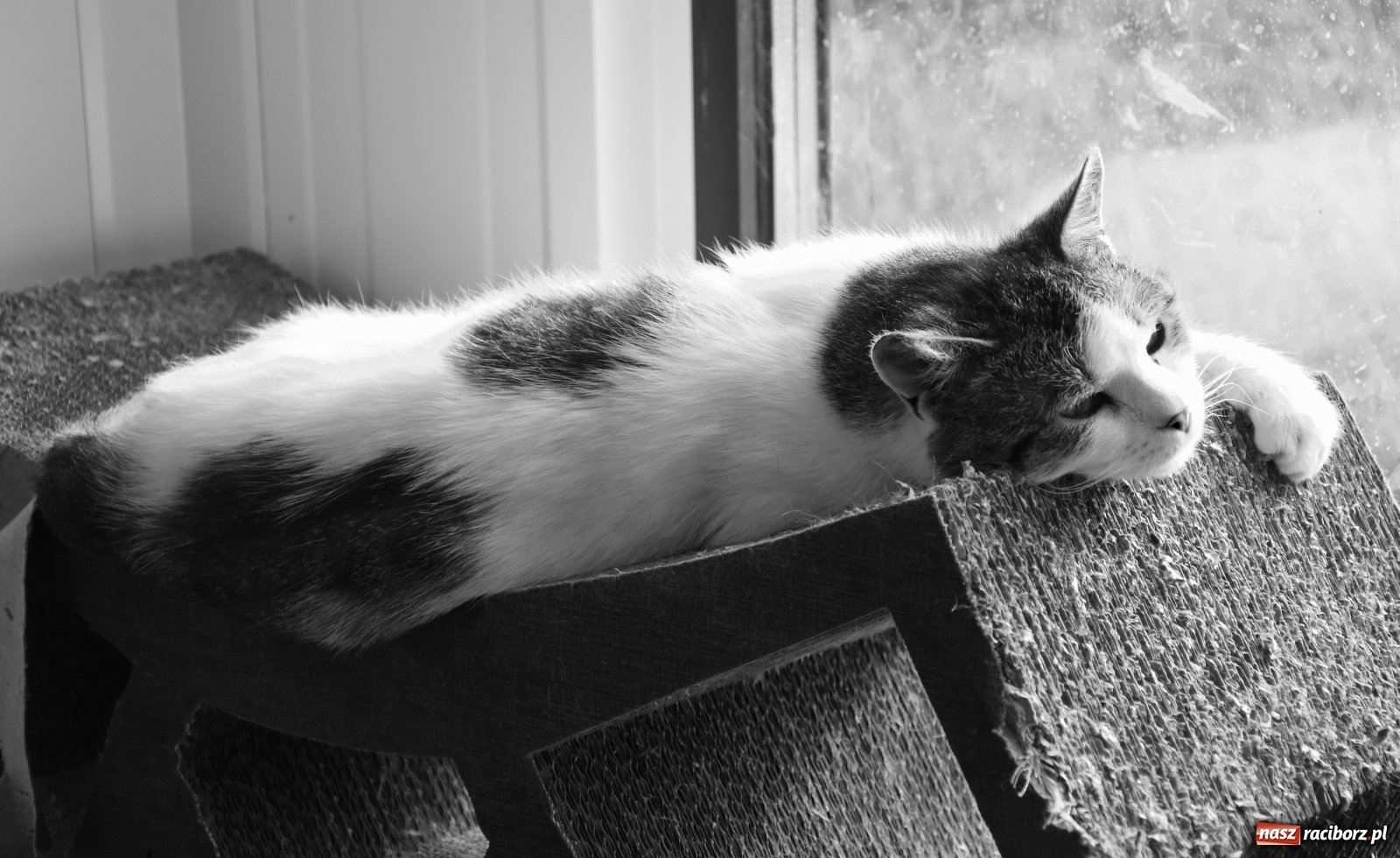 Zdjęcie w galerii na portalu naszraciborz.pl: Raciborscy artyści dla raciborskiego schroniska wiadomości z regionu