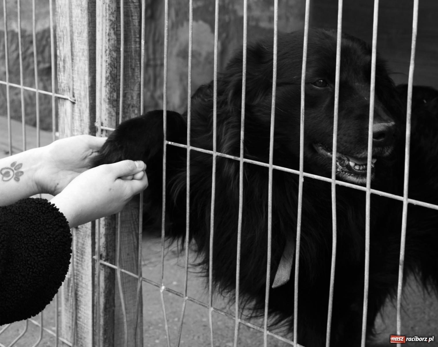 Zdjęcie w galerii na portalu naszraciborz.pl: Raciborscy artyści dla raciborskiego schroniska wiadomości z regionu