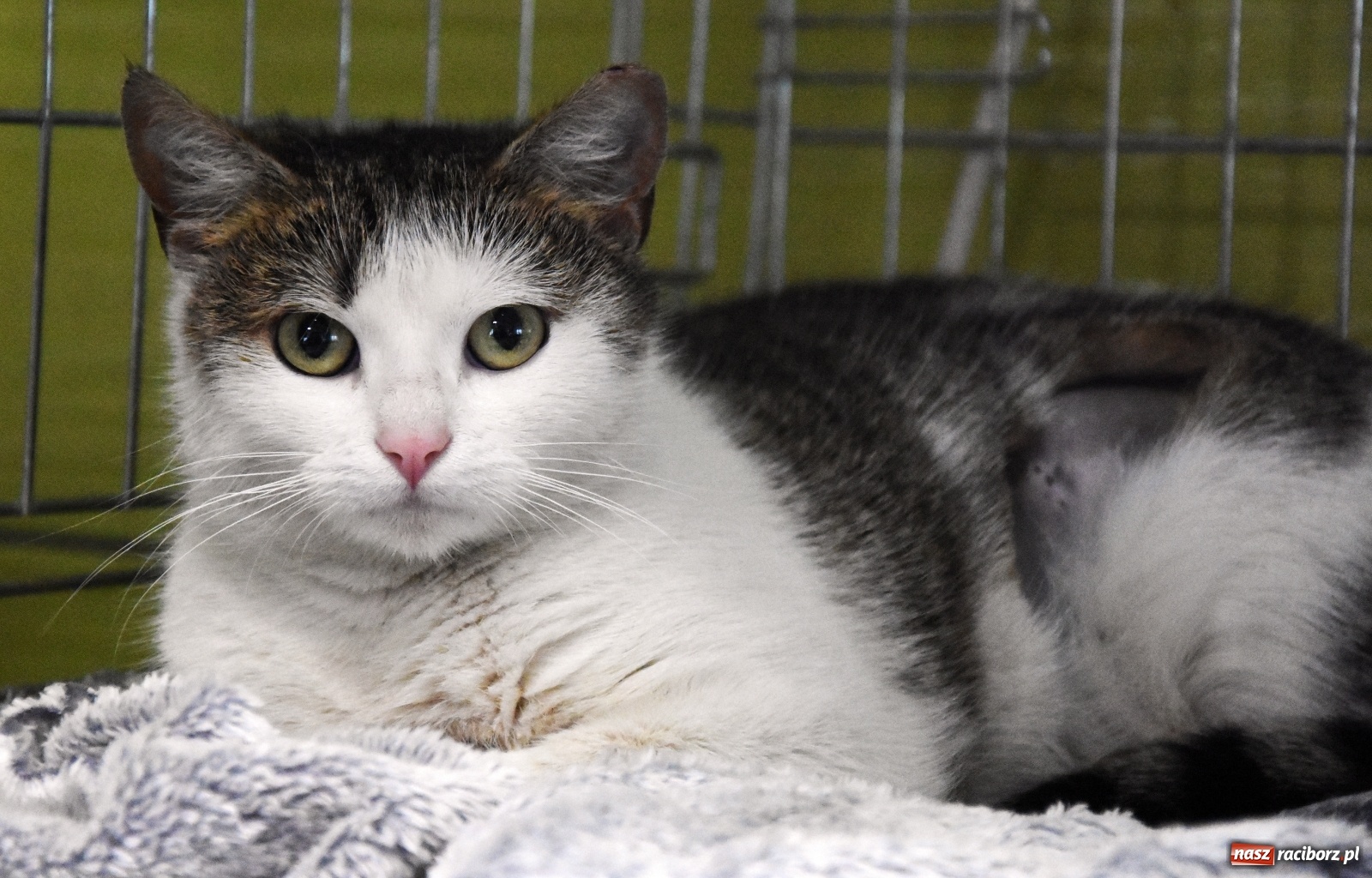 Zdjęcie w galerii na portalu naszraciborz.pl: Raciborscy artyści dla raciborskiego schroniska wiadomości z regionu