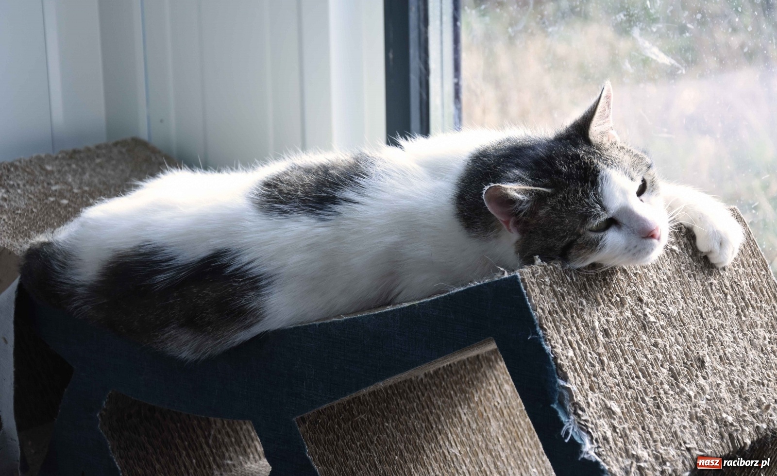 Zdjęcie w galerii na portalu naszraciborz.pl: Raciborscy artyści dla raciborskiego schroniska wiadomości z regionu