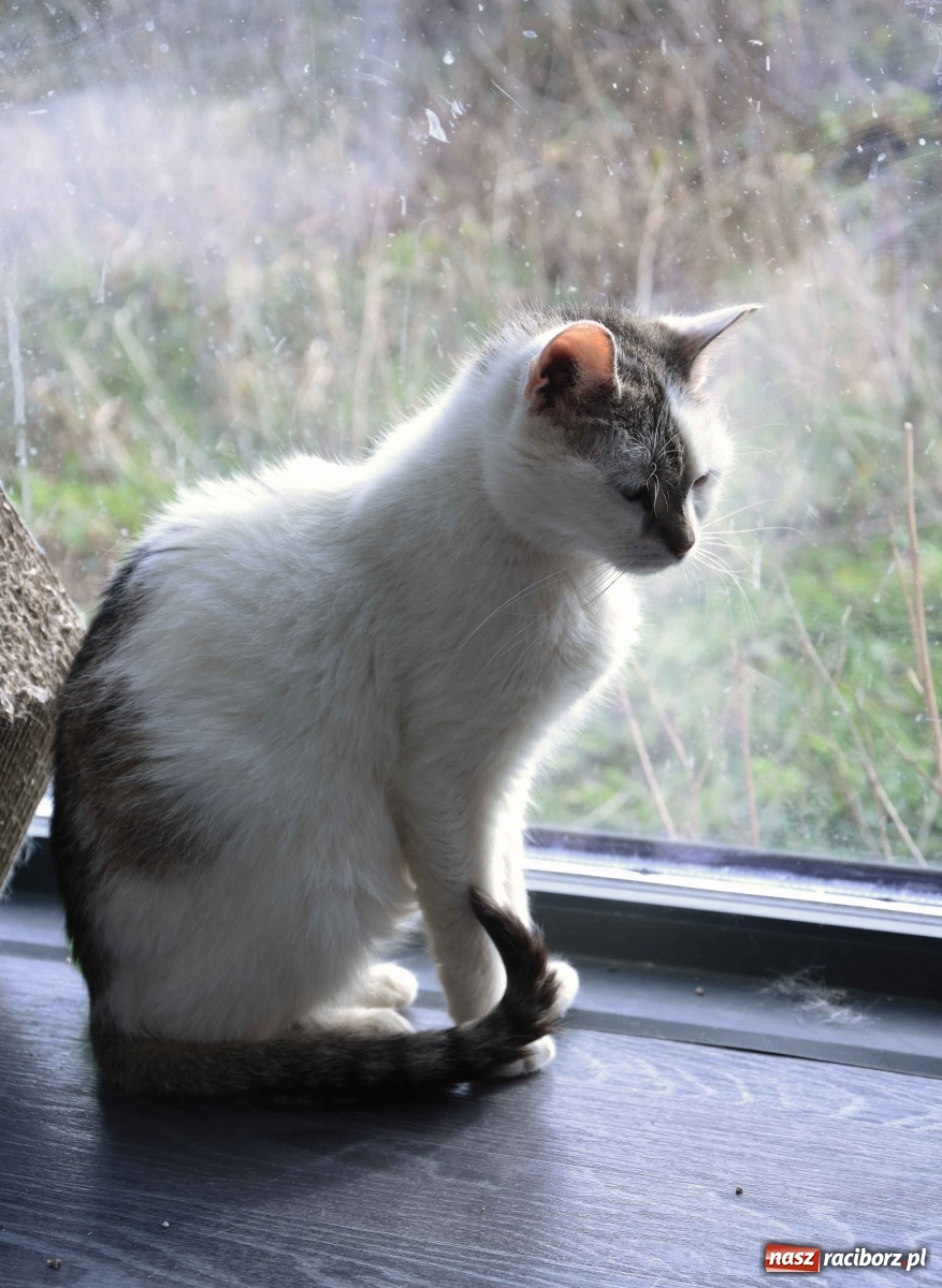 Zdjęcie w galerii na portalu naszraciborz.pl: Raciborscy artyści dla raciborskiego schroniska wiadomości z regionu