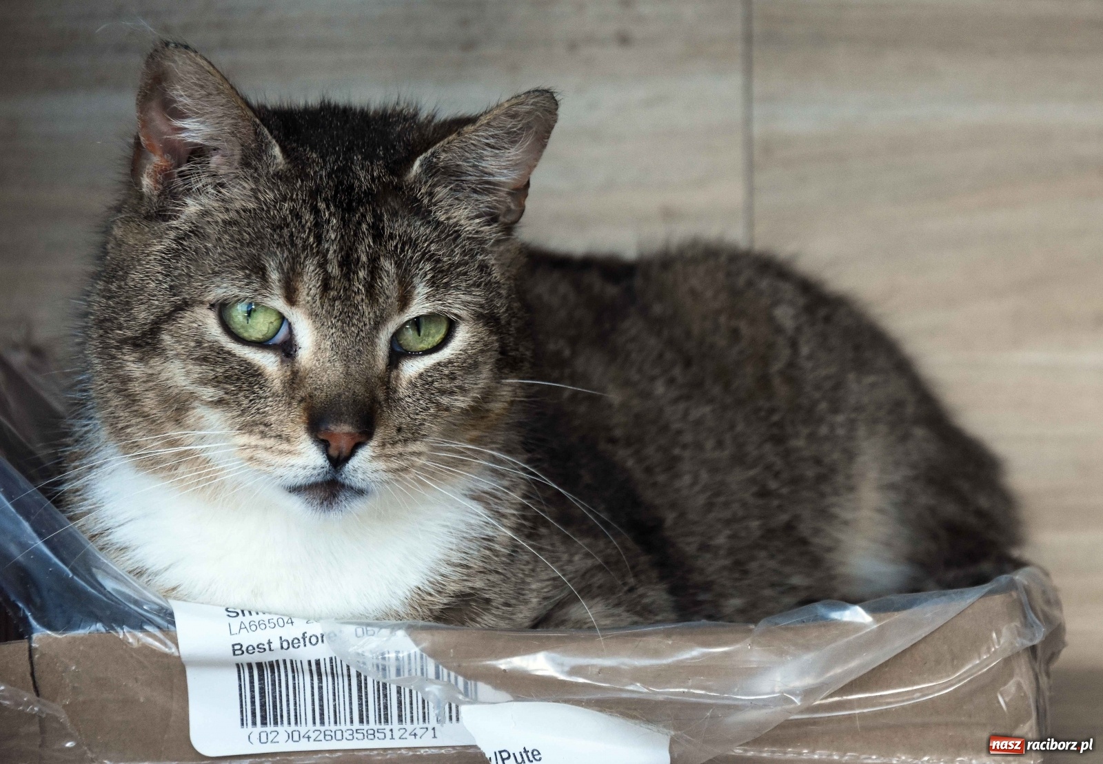 Zdjęcie w galerii na portalu naszraciborz.pl: Raciborscy artyści dla raciborskiego schroniska wiadomości z regionu