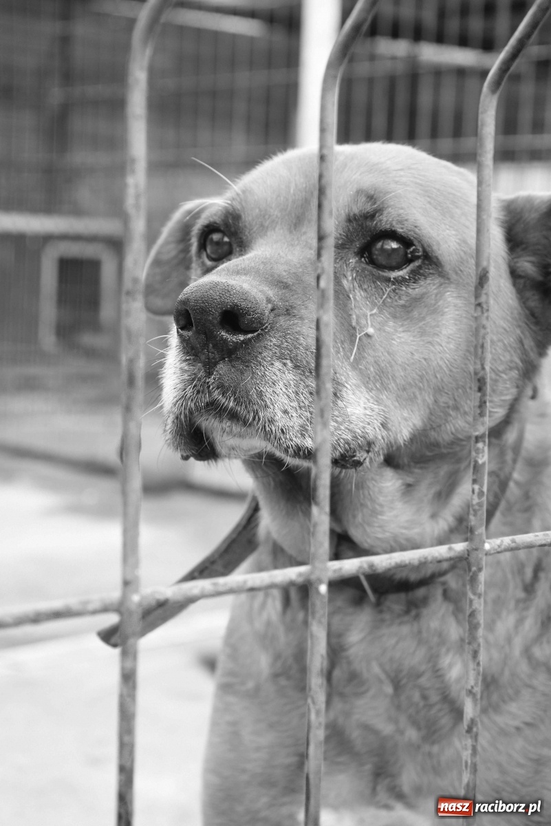 Zdjęcie w galerii na portalu naszraciborz.pl: Raciborscy artyści dla raciborskiego schroniska wiadomości z regionu
