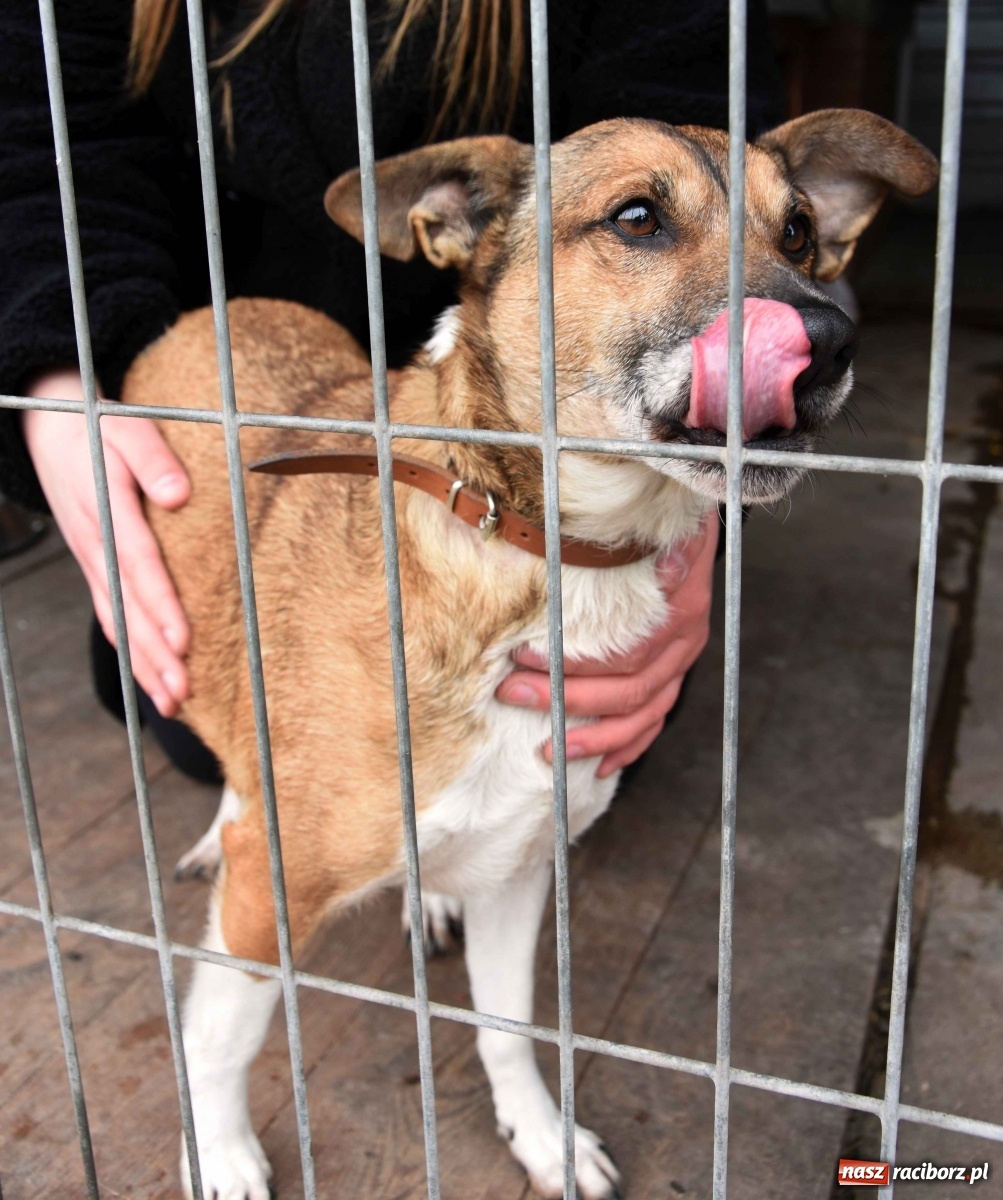 Zdjęcie w galerii na portalu naszraciborz.pl: Raciborscy artyści dla raciborskiego schroniska wiadomości z regionu