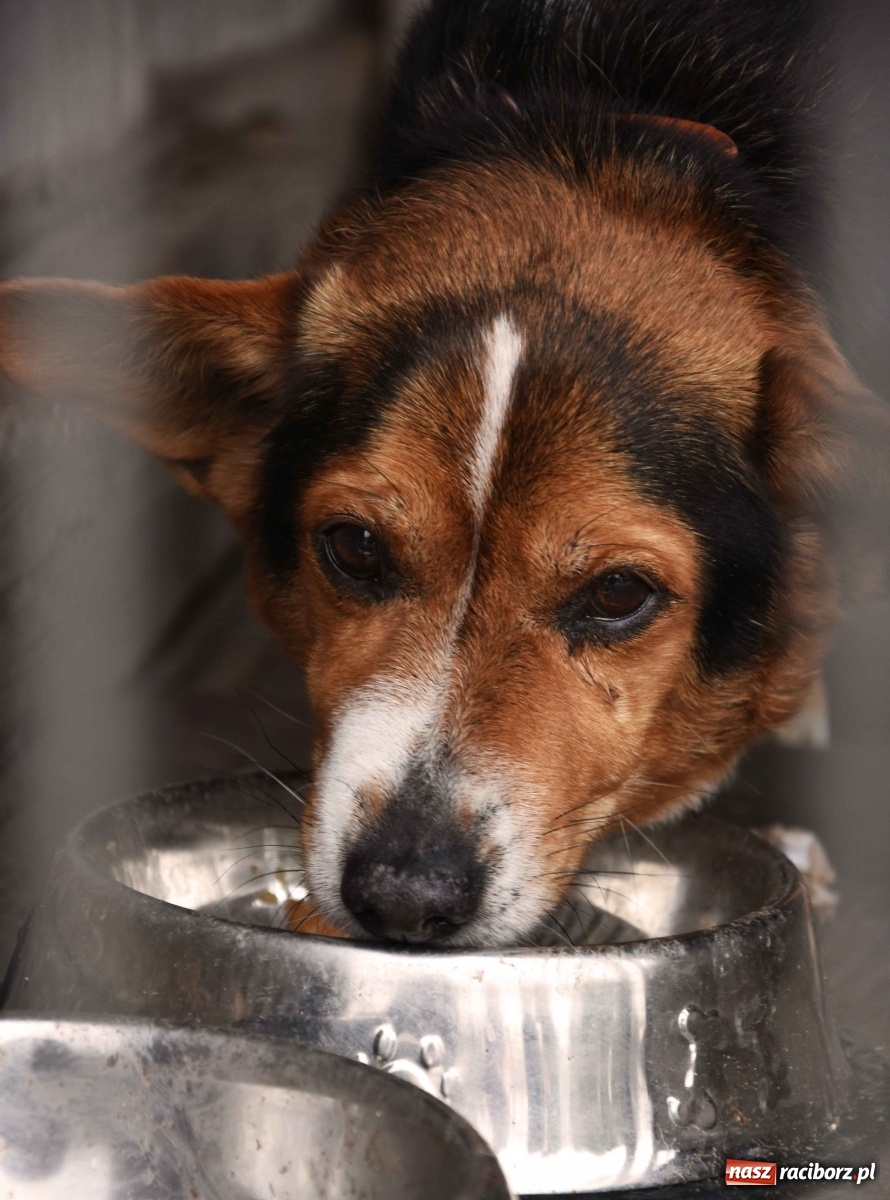 Zdjęcie w galerii na portalu naszraciborz.pl: Raciborscy artyści dla raciborskiego schroniska wiadomości z regionu