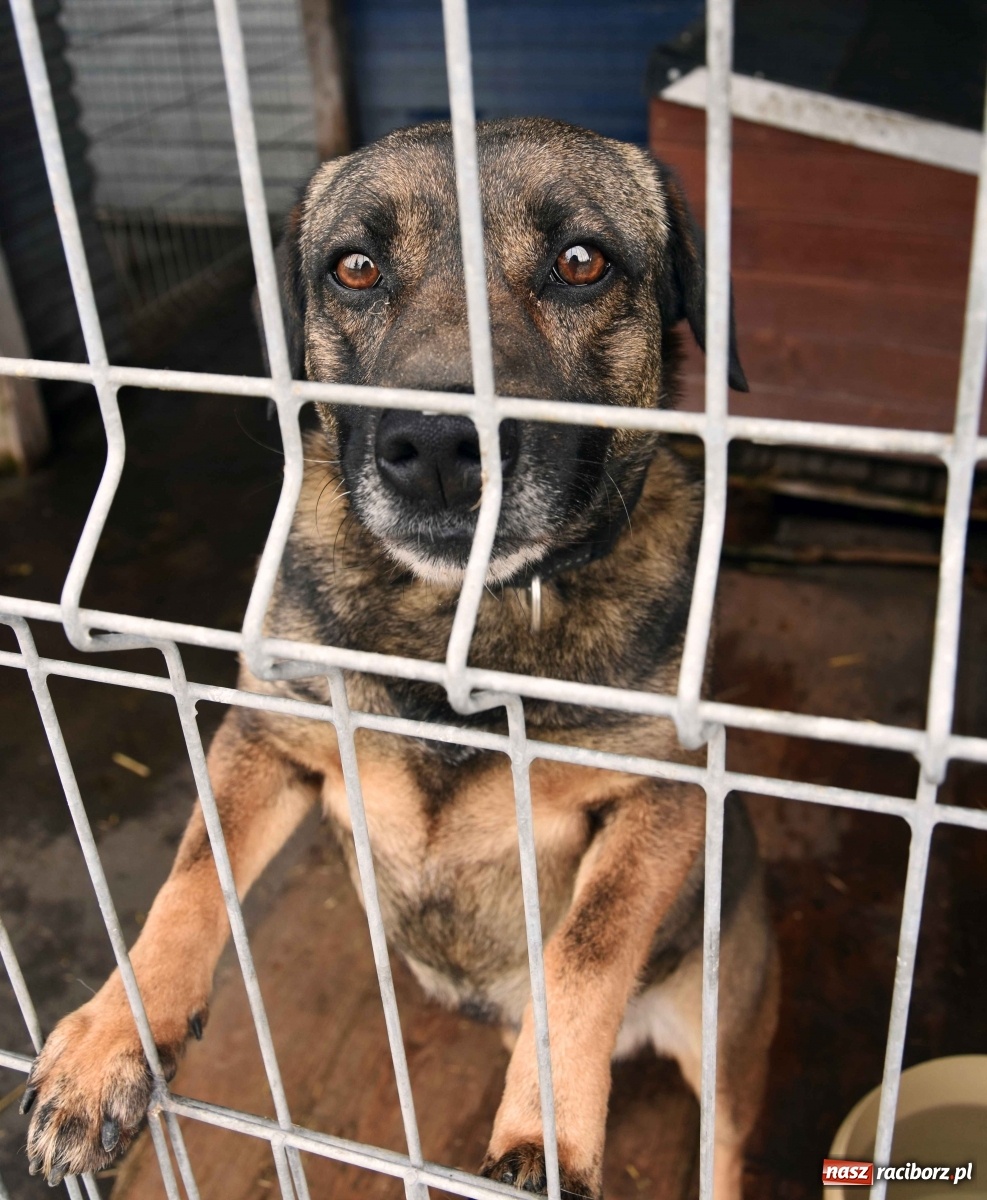 Zdjęcie w galerii na portalu naszraciborz.pl: Raciborscy artyści dla raciborskiego schroniska wiadomości z regionu