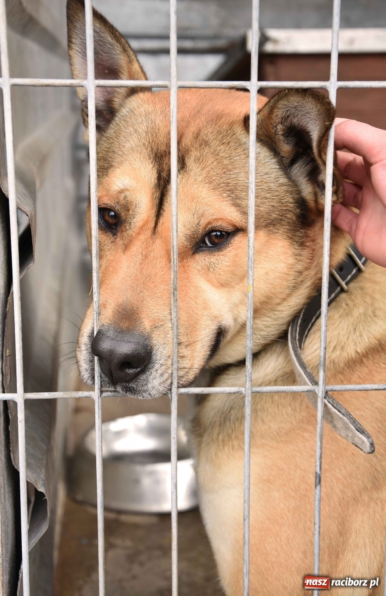 Zdjęcie w galerii na portalu naszraciborz.pl: Raciborscy artyści dla raciborskiego schroniska wiadomości z regionu