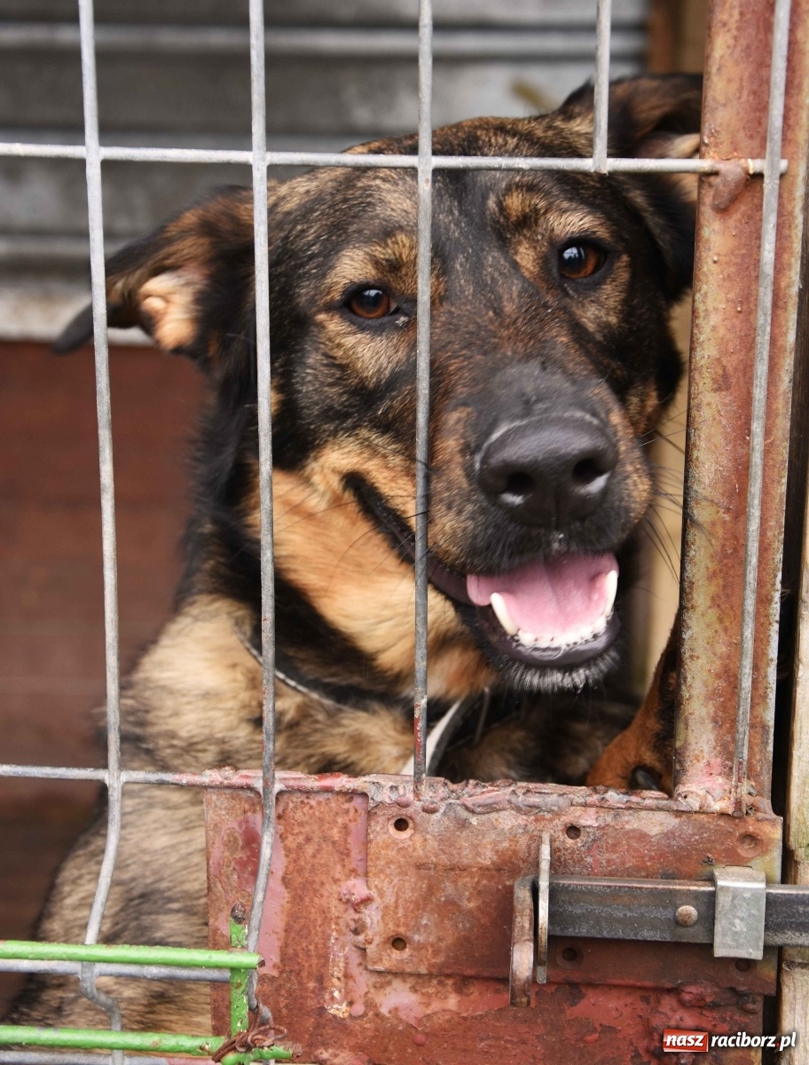 Zdjęcie w galerii na portalu naszraciborz.pl: Raciborscy artyści dla raciborskiego schroniska wiadomości z regionu