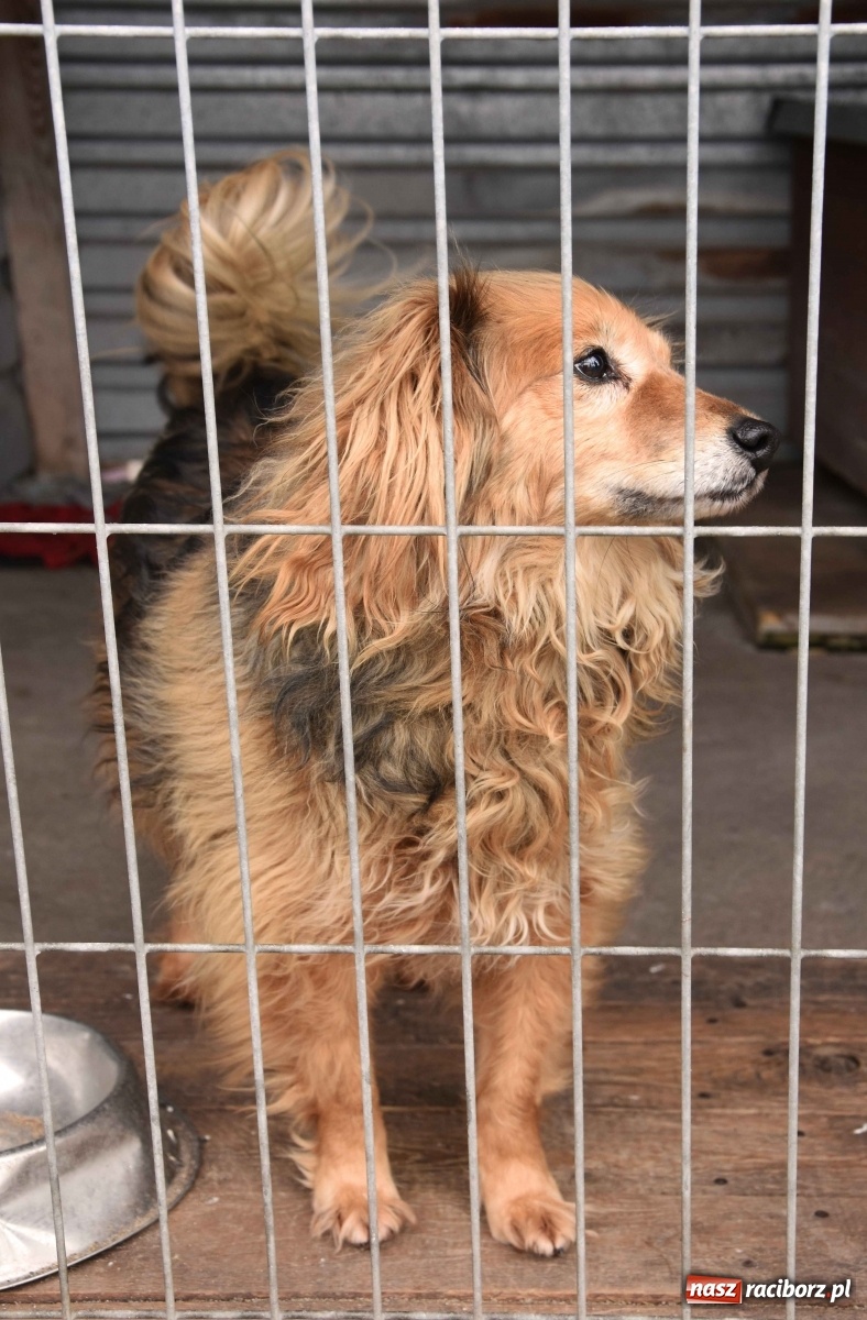 Zdjęcie w galerii na portalu naszraciborz.pl: Raciborscy artyści dla raciborskiego schroniska wiadomości z regionu