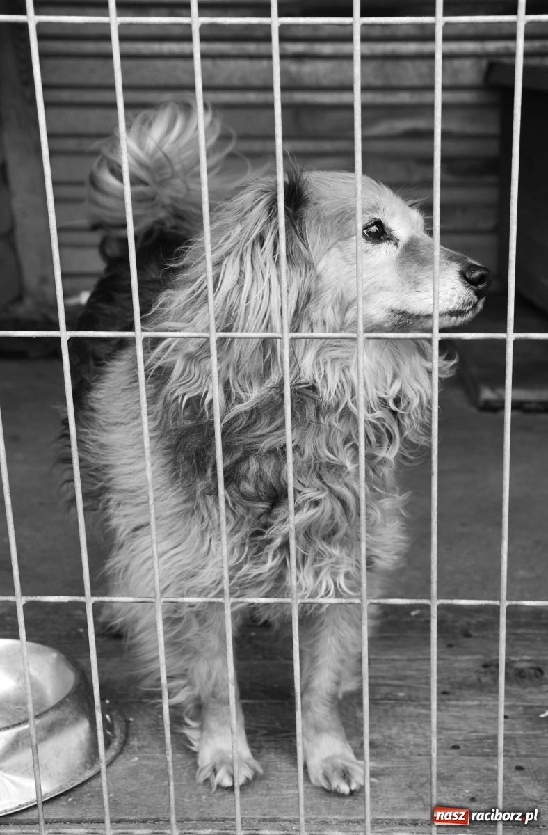 Zdjęcie w galerii na portalu naszraciborz.pl: Raciborscy artyści dla raciborskiego schroniska wiadomości z regionu