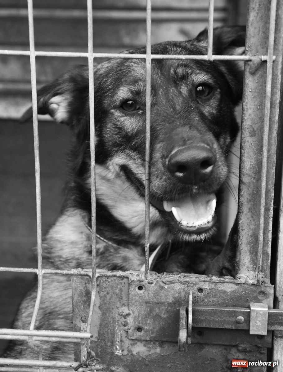 Zdjęcie w galerii na portalu naszraciborz.pl: Raciborscy artyści dla raciborskiego schroniska wiadomości z regionu